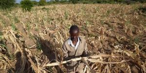 الجفاف يدفع الملايين إلى "الجوع الحاد" في الجنوب الأفريقي