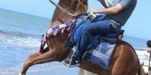 صورة ..الحوثيون يهدّون الناشط السعودي حصان الرئيس الراحل ”صالح” في الحديدة