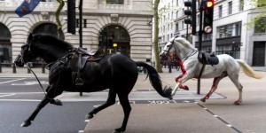 23:55
متفرقات
خيول بدون راكب تجري في وسط لندن وتصيب ما لا يقل عن 4 أشخاص