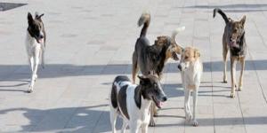 تنفيذ قانون حيازة الحيوانات الخطرة والكلاب