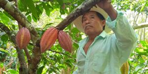 مزارعو الكاكاو بأمريكا اللاتينية يسارعون الخطى للاستفادة من قفزات الأسعار